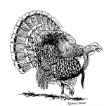 wild turkey